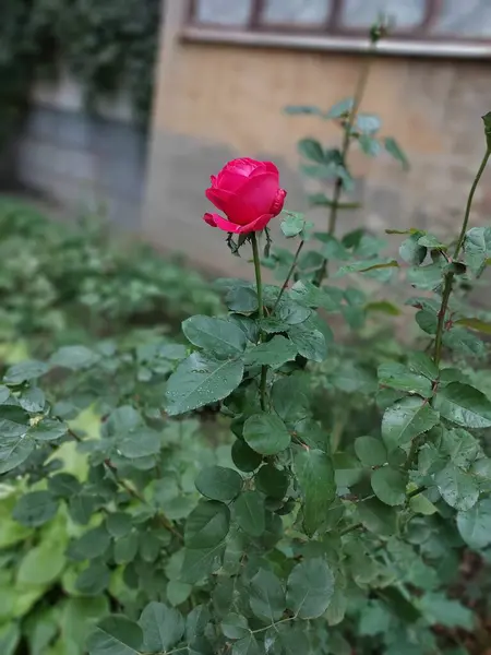 Rose Bloom Fotografia Cores Uma Planta — Fotografia de Stock