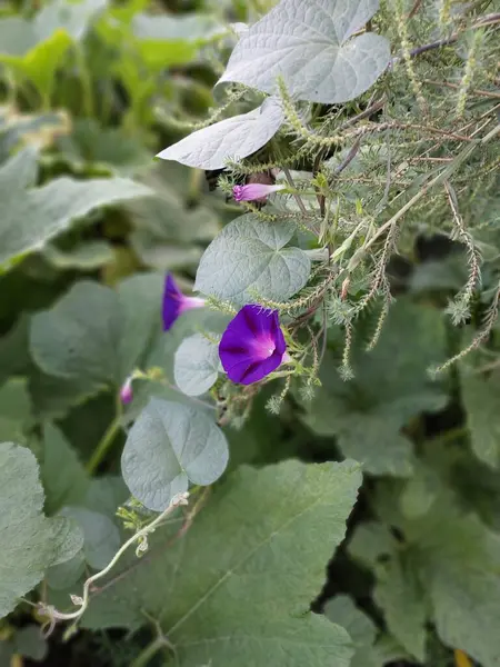 紫色の花 ブルームだ 植物の色写真 — ストック写真
