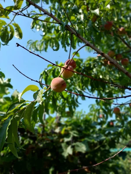 Dojrzałe Brzoskwinie Kolorowe Zdjęcie Owoców — Zdjęcie stockowe