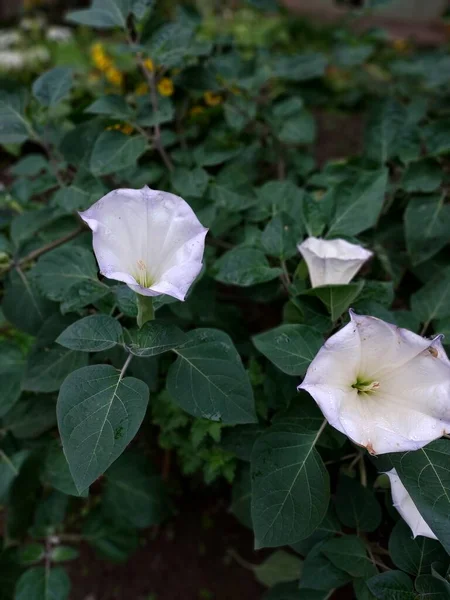 stock image Datura flower. Color photograph of a plant.