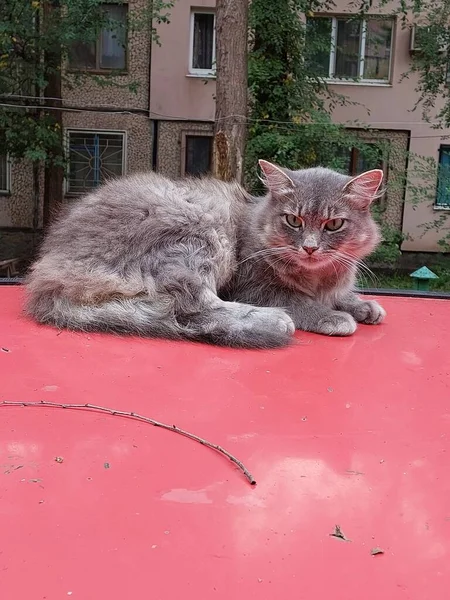 Kırmızı Arabadaki Kedi Hayvanın Renkli Fotoğrafı — Stok fotoğraf