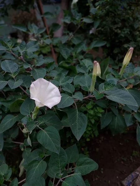 Datura Çiçeği Bir Bitkinin Renkli Fotoğrafı — Stok fotoğraf