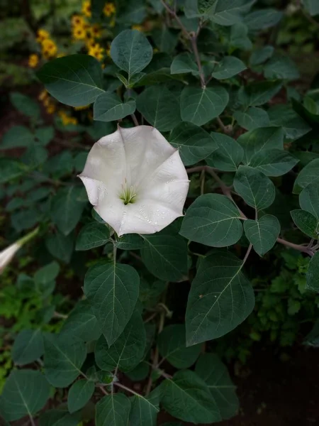 Fleur Datura Photographie Couleur Une Plante — Photo