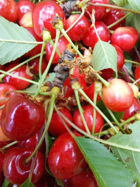 Taze kirazlar. Meyvelerin renkli fotoğrafı.