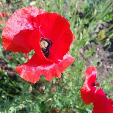 Çiçek. Bir bitkinin renkli fotoğrafı. Çiçek..