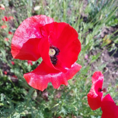 Çiçek. Bir bitkinin renkli fotoğrafı. Çiçek..
