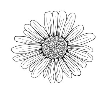 Chamomile. Graphic illustration of a flower for design, cosmetics, textiles, wallpapers. Vector.