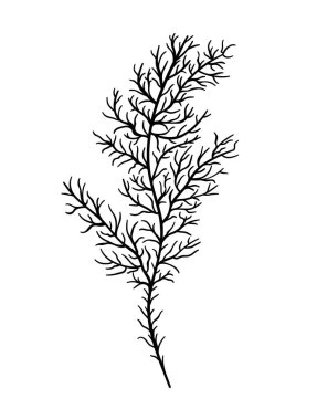 Twig. Graphic illustration of a plant for design, cosmetics, textiles, wallpapers. Vector.