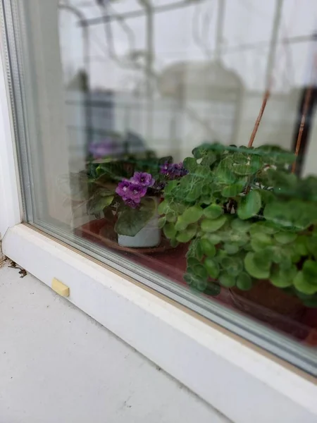 Violets Window Color Photograph Plant — Stock Photo, Image