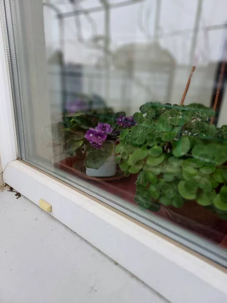 窗户上的紫罗兰植物的彩色照片 — 图库照片
