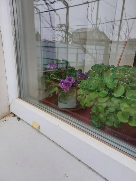 Фиалки Окне Цветная Фотография Растения — стоковое фото