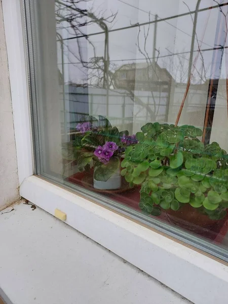 Violák Ablakon Növény Színes Fényképe — Stock Fotó