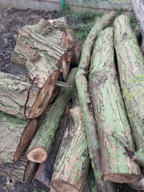 Kütükler. Kuru bir ağacın renkli fotoğrafı. Arkaplan.