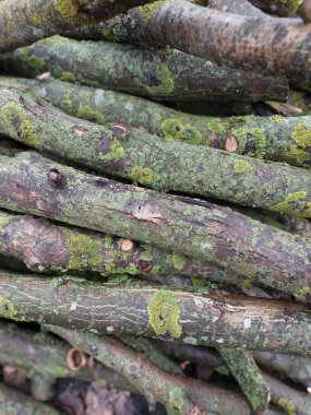 Kütükler. Kuru bir ağacın renkli fotoğrafı. Arkaplan.