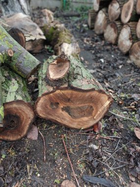 Kütükler. Kuru bir ağacın renkli fotoğrafı. Arkaplan.