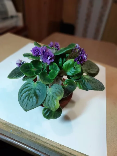 Violeta Fotografia Cores Uma Flor Planta Doméstica — Fotografia de Stock