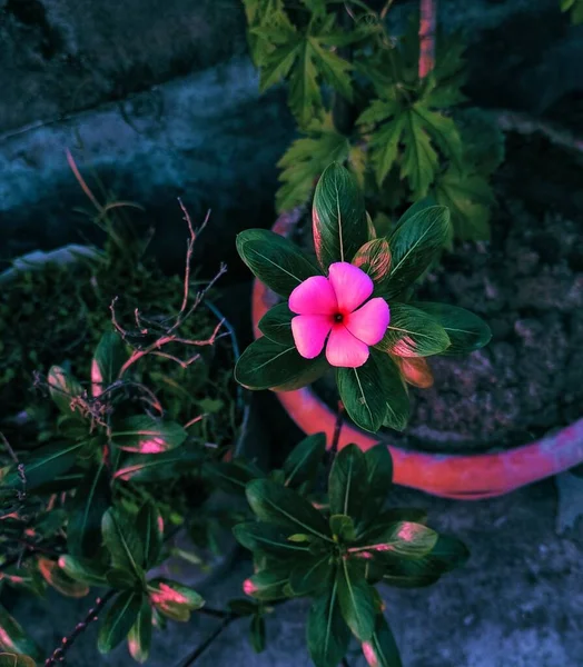 Мыс Periwinkle Nayantara Цветок Является Одним Красивых Цветов Мире — стоковое фото