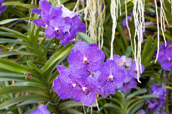 Blooming Blue orchid flower commonly known as the Blue Vanda coerulea in blue and purple c