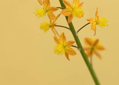 Küçük Vahşi Kopieva Tür Bitkisi Bulbine frutescens