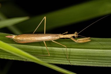 Eumusonia cinsinden Yetişkin Thespid Mantid