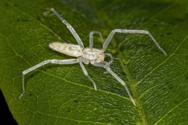Aile 'nin küçük hayalet örümceği.