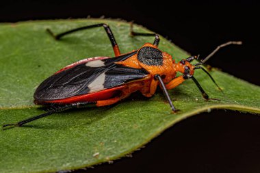 Adult Assassin Bug of the species Neivacoris neivai clipart