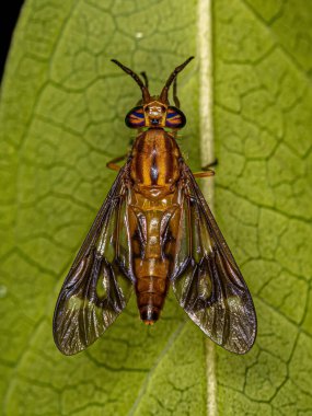 Adult Horse Fly of the Genus Chrysops