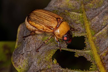 Scarabaeidae ailesinden Yetişkin Kahverengi Scarab.
