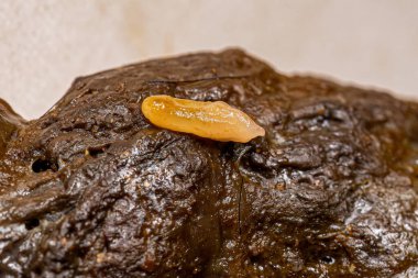 Pire Tapeworm Dipylidium caninum türünün proglottid 'i