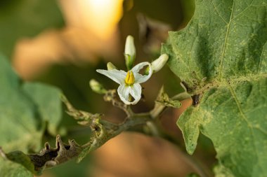 Solanum paniklemesi türünün çiçek açan bitkisi. Jurubeba olarak da bilinir. Brezilya 'nın hemen hemen her yerinde yaygın bir itüzümü.