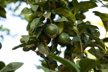 Citrus bitkisinin küçük limon meyvesi.