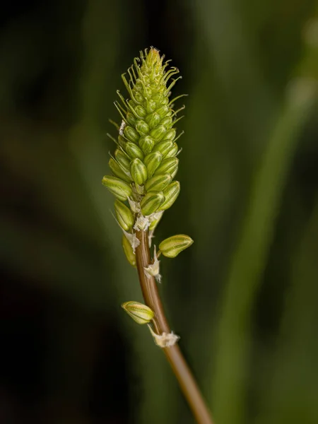 小型野生コピエヴァ種の植物 Bulbine Frutescens — ストック写真