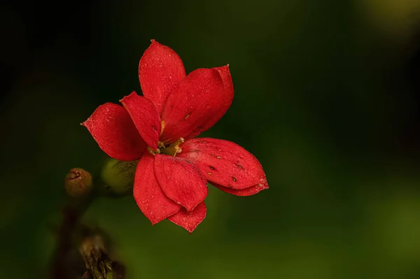 Flor Vermelha Katy Flamejante Espécie Kalanchoe Blossfeldiana Com Foco Seletivo — Fotografia de Stock