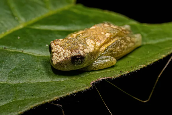 Żaba Drzewna Żółta Rodzaju Dendropsophus — Zdjęcie stockowe
