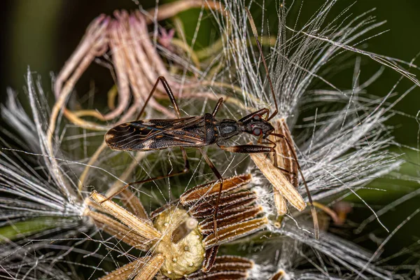 Bug Semente Cor Terra Adulto Subfamília Rhyparochrominae — Fotografia de Stock