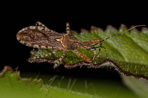 宇宙龙属的成年刺虫 Assassin Bug — 图库照片