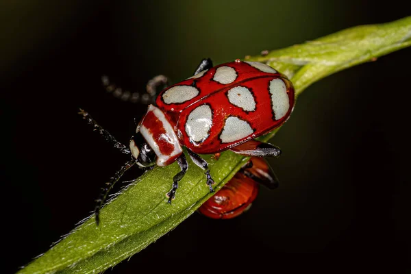 成虫类的成虫 Flea Beetle Omophoita Argus — 图库照片