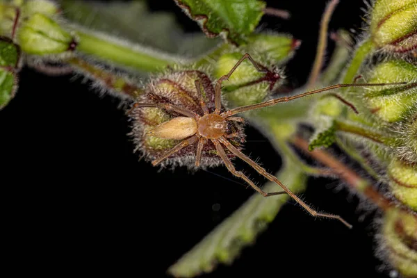 Adult Longlegged Sac Spider Genus Cheiracanthium — Stockfoto