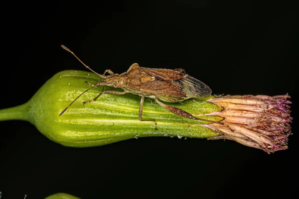 雌性不育系成虫的成虫群 — 图库照片