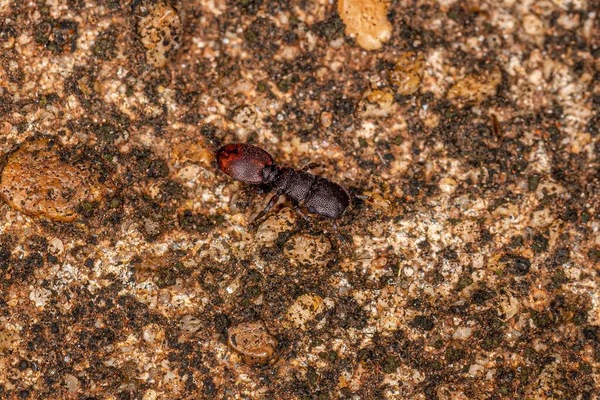Mrówka Żółw Dorosły Rodzaju Cephalotes — Zdjęcie stockowe