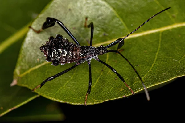 Bladfotad Insektsnymf Från Underfamiljen Coreidae — Stockfoto