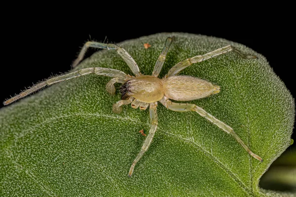 Felnőtt Férfi Szellem Pók Család Anyphaenidae — Stock Fotó