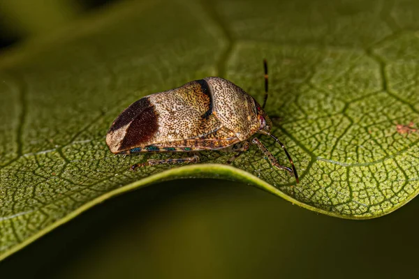 Scutelleridae Ailesinin Yetişkin Mücevher Böceği — Stok fotoğraf