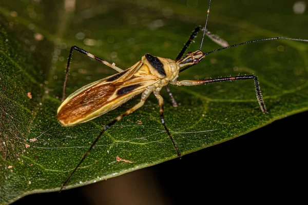 Bug Assassino Adulto Espécie Zelus Plagiatus — Fotografia de Stock
