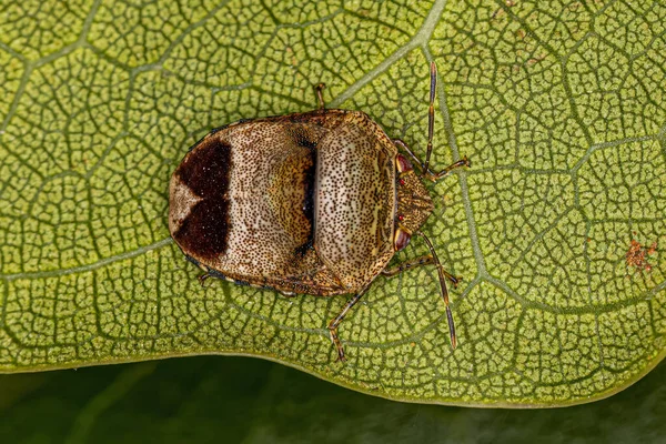 Joya Adulta Bug Familia Scutelleridae — Foto de Stock