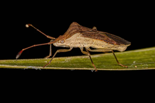 Bug Rodzaju Cebrenis Stopach Liściastych Dla Dorosłych — Zdjęcie stockowe