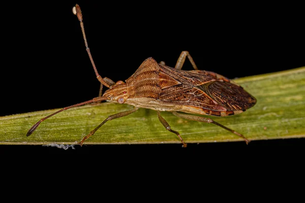 Bug Rodzaju Cebrenis Stopach Liściastych Dla Dorosłych — Zdjęcie stockowe