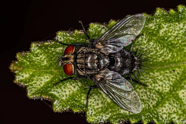 Volwassen Haarvlieg Van Familie Tachinidae — Stockfoto