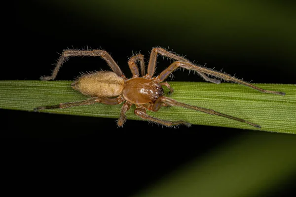 Adult Longlegged Sac Spider Genus Cheiracanthium — Stok fotoğraf