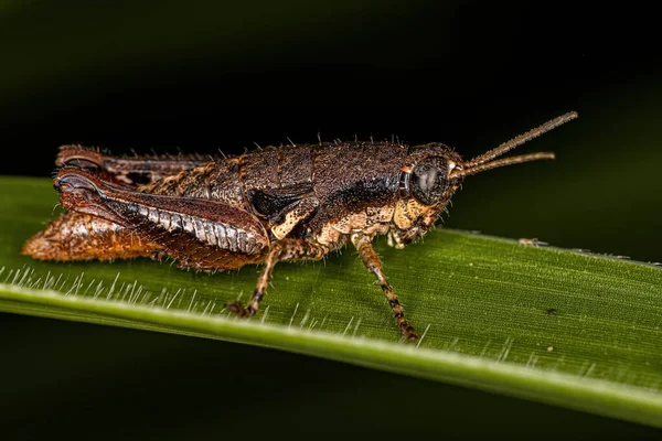 검투사 Genus Eujivarus 의작은 메뚜기 — 스톡 사진